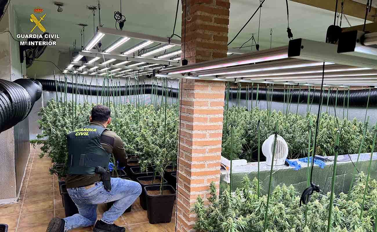 Golpe al cultivo ilegal en Uceda: desmantelada en Caraquiz una plantación con 1.194 plantas de marihuana y dos detenidos 2 Golpe al cultivo ilegal en Uceda desmantelada en Caraquiz una plantación con 1.194 plantas de marihuana y dos detenidos