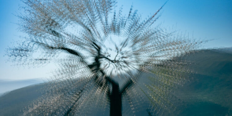 Kadon expone hasta el 30 de junio una muestra de fotografía con el título ‘Donde florece la luz’ 1 Kadon expone hasta el 30 de junio una muestra de fotografia con el titulo ‘Donde florece la luz 1