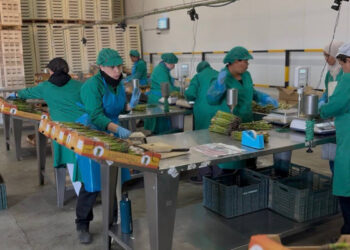 La Academia de Gastronomía rueda un documental sobre el espárrago verde de Guadalajara