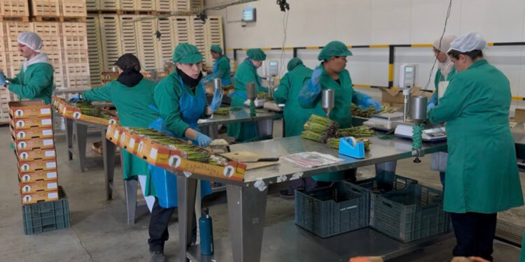 La Academia de Gastronomía rueda un documental sobre el espárrago verde de Guadalajara