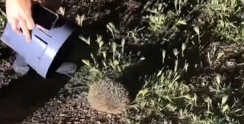 Rescate nocturno en Cuenca: La Policía Local salva a un erizo de ser atropellado en la Avenida del Mediterráneo