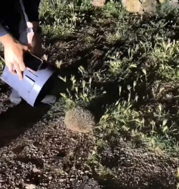 Rescate nocturno en Cuenca: La Policía Local salva a un erizo de ser atropellado en la Avenida del Mediterráneo 1 Rescate nocturno en Cuenca La Policía Local salva a un erizo de ser atropellado en la Avenida del Mediterráneo