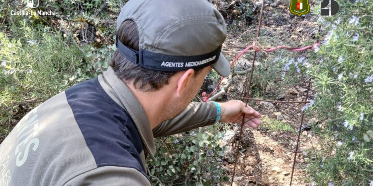 Retiran lazos de caza ilegales en la provincia de Guadalajara que ponían en grave riesgo a la fauna silvestre 1 Retiran lazos de caza ilegales en la provincia de Guadalajara que ponían en grave riesgo a la fauna silvestre