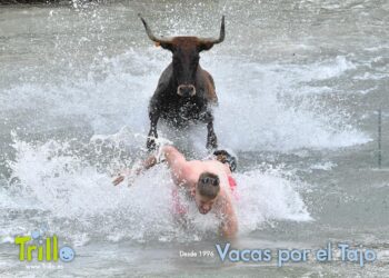 Trillo celebrará el 30 aniversario de las Vacas por el Tajo con una octava res en su ruedo fluvial