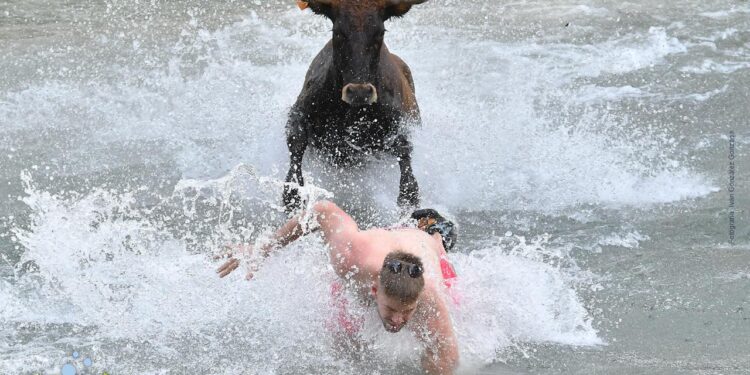 Trillo celebrará el 30 aniversario de las Vacas por el Tajo con una octava res en su ruedo fluvial 1 Trillo celebrará el 30 aniversario de las Vacas por el Tajo con una octava res en su ruedo fluvial