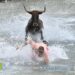 Trillo celebrará el 30 aniversario de las Vacas por el Tajo con una octava res en su ruedo fluvial