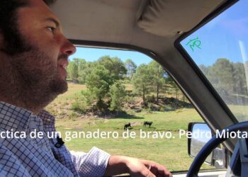 Pedro Miota. Didáctica de un ganadero de bravo en Cuenca