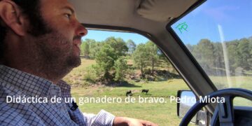 Pedro Miota. Didáctica de un ganadero de bravo en Cuenca