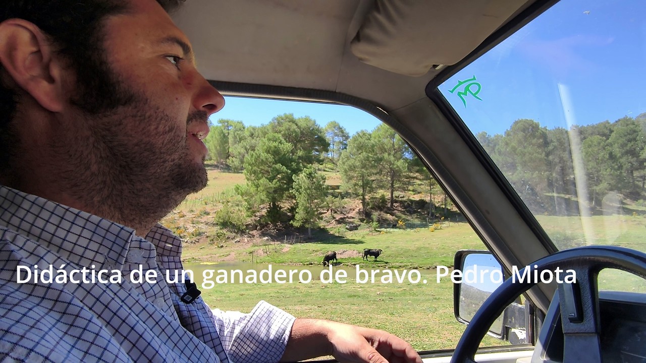Pedro Miota. Didáctica de un ganadero de bravo en Cuenca
