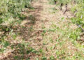 El granizo arrasa cientos de hectáreas de cultivo en Cuenca y provoca desprendimientos en la Serranía