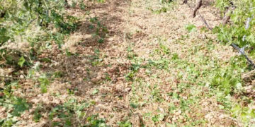 El granizo arrasa cientos de hectáreas de cultivo en Cuenca y provoca desprendimientos en la Serranía
