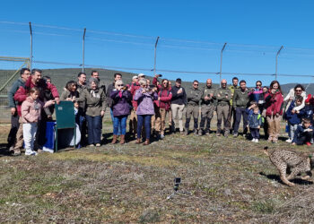 Castilla-La Mancha, con 1.051 ejemplares, es de nuevo la comunidad con más linces de la Península Ibérica