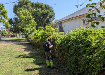 El Ayuntamiento de Cabanillas intensifica los tratamientos preventivos contra mosquitos, y recuerda la importancia de evitar aguas estancadas