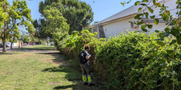 El Ayuntamiento de Cabanillas intensifica los tratamientos preventivos contra mosquitos, y recuerda la importancia de evitar aguas estancadas