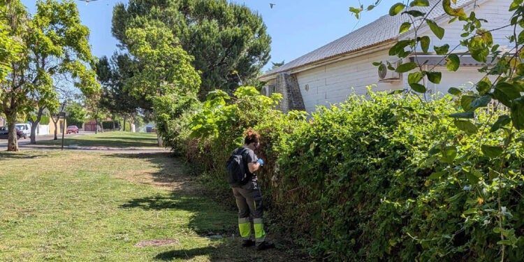 El Ayuntamiento de Cabanillas intensifica los tratamientos preventivos contra mosquitos, y recuerda la importancia de evitar aguas estancadas 1 El Ayuntamiento de Cabanillas intensifica los tratamientos preventivos contra mosquitos y recuerda la importancia de evitar aguas estancadas 1