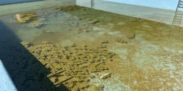 El PP de Pioz denuncia el estado de abandono de la piscina municipal a pocos días de su apertura