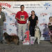 Fuentenovilla se afianza como capital canina de la Alcarria tras el éxito de su certamen nacional