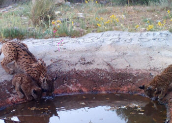 Histórico en Cuenca Nacen en Villaescusa de Haro y La Alberca de Záncara los primeros cinco cachorros de lince ibérico