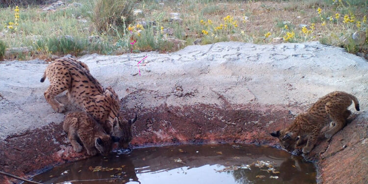 Histórico en Cuenca: Nacen en Villaescusa de Haro y La Alberca de Záncara los primeros cinco cachorros de lince ibérico 1 Histórico en Cuenca Nacen en Villaescusa de Haro y La Alberca de Záncara los primeros cinco cachorros de lince ibérico