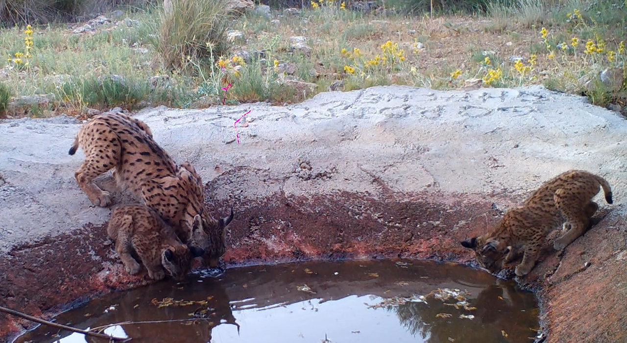 Histórico en Cuenca: Nacen en Villaescusa de Haro y La Alberca de Záncara los primeros cinco cachorros de lince ibérico 2 Histórico en Cuenca Nacen en Villaescusa de Haro y La Alberca de Záncara los primeros cinco cachorros de lince ibérico