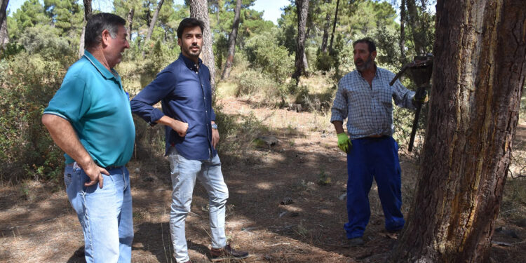 La Diputación de Cuenca activa ayudas de hasta 1.500 euros por resinero para asentar población