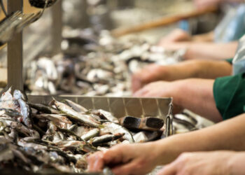 La Junta apoya con un millón de euros a las empresas de transformación y comercialización de productos de pesca y acuicultura