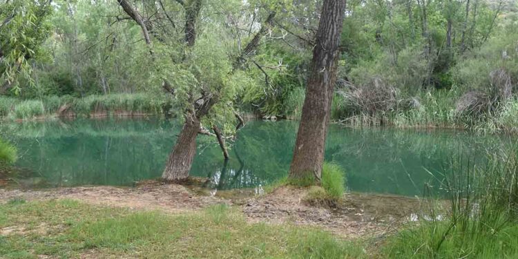 La Junta rehabilita la Playa de Cueva Tomás, pero el acceso sigue intransitable 1 La Junta de Comunidades de Castilla-La Mancha, a través de la empresa pública TRAGSA, acaba de llevar a cabo trabajos de rehabilitación y señalización en el área recreativa de Cueva Tomás y la playa fluvial del río Guadiela, una de las playas fluviales autorizadas de la provincia de Cuenca, situada en el término municipal de Albendea. En el área recreativa se han colocado varias mesas con bancos de madera y en la playa fluvial, situada a poco menos de un kilómetro de esta área recreativa, se ha mejorado la escalera de acceso, se ha acondicionado una zona con arena para bañistas y se ha instalado un gran panel informativo, con una cerca de madera que envuelve y embellece todo este espacio fluvial. También se ha instalado un panel informativo junto al embalse de La Ruidera, en el que con el lema “conoce tu entorno” se describen algunas de las características geográficas de Albendea y su situación en la provincia, así como el valor de este paraje natural del río Guadiela, junto a su zona de baño, y las posibilidades que ofrece al visitante, tanto para la práctica de deportes como el senderismo o piragüismo, como para disfrutar de su valor paisajístico y de su flora y fauna. Hay un espacio en este panel para hablar del Mausoleo de Llanes como uno de los monumentos tardorromanos más destacados de la provincia de Cuenca, que por desgracia ha entrado a engrosar hace poco tiempo la lista roja del patrimonio arqueológico singular amenazado, debido a la inundación de su cripta desde hace un par de años, lo que le supone incluso un peligro de derrumbe. Finalmente se hacen unas recomendaciones a todos los usuarios de este espacio, como son el de llevarse la basura que cada uno genere, respetar la fauna y flora del lugar, evitar hacer ruidos que puedan causar trastornos a la fauna o a los demás visitantes, caminar exclusivamente por los senderos y caminos y, por supuesto, jamás introducir en este espacio natural nuevas especies de flora o fauna. A lo largo de los cuatro kilómetros de pista forestal existente entre el embalse de La Ruidera y la Playa Fluvial se han colocado también señales indicativas de esta playa, para que todo quien pase por allí sepa que tiene una zona de baño cercana. En esta zona de baño, como en las otras siete restantes autorizadas de Cuenca, se realizan controles de agua cada 15 días durante la temporada de baño, así como inspecciones oculares de las instalaciones. Pero la asignatura pendiente sigue siendo el arreglo de la pista forestal que sale del puente del río Guadiela en la carretera de Slameroncillos a Priego, la CM-2023. Esta pista se encuentra en un estado de deterioro tal que dificulta el paso de vehículos turismo, con numerosos socavones que podrían ocasionar alguna avería. El Ayuntamiento de Albendea ha reclamado a la Junta de Comunidades de Castilla-La Mancha en infinidad de ocasiones el arreglo de esta vía para facilitar la llegada de la gente a la playa fluvial. Pero hasta ahora el gobierno regional ha hecho oídos sordos, lo que impide que muchos ciudadanos disfruten de este bello entorno natural, situación que parece va a continuar este verano. Antonio Matea Martínez