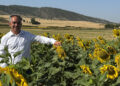 Los agricultores conquenses reciben 3,3 millones tras el rescate de la ayuda al girasol medioambiental