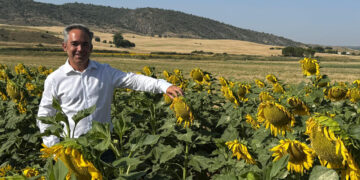 Los agricultores conquenses reciben 3,3 millones tras el rescate de la ayuda al girasol medioambiental