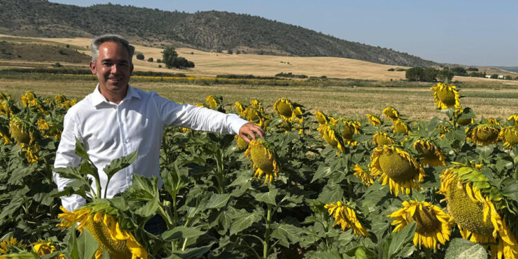 Los agricultores conquenses reciben 3,3 millones tras el rescate de la ayuda al girasol medioambiental