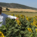 Los agricultores conquenses reciben 3,3 millones tras el rescate de la ayuda al girasol medioambiental