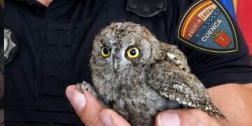 Rescatada una cría de autillo en Cuenca: el aviso de la Policía Local sobre los polluelos caídos