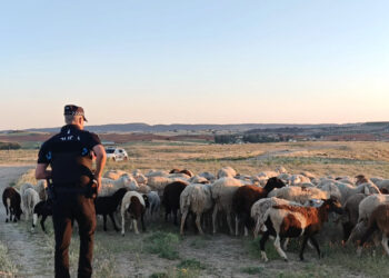 La Policía Local de Cuenca intervino este miércoles, sobre las 20 : 40 20:40 horas, en un accidente de circulación ocurrido en el Camino de la Vereda, a la altura de la carretera de Valencia, en la salida de la capital conquense. Según la información difundida por el cuerpo municipal, un turismo atropelló a varias ovejas cuando un rebaño cruzaba la vía. Como consecuencia del siniestro, una oveja murió y otras tres resultaron heridas. La Policía Local señala que el deslumbramiento solar afectaba al carril por el que circulaba el vehículo, una circunstancia que podría haber influido en el accidente. Además, los agentes verificaron que el lugar del siniestro corresponde a una vía pecuaria y que estaba correctamente señalizado con señal vertical de cañada. Tras este suceso, la Policía Local de Cuenca ha recordado la necesidad de extremar la precaución en zonas rurales y en vías pecuarias, reducir la velocidad si hay animales próximos a la calzada y mantener la atención al volante, especialmente cuando el sol pueda reducir de forma importante la visibilidad. El cuerpo municipal insiste en que anticiparse a los riesgos del entorno es una de las claves para reforzar la seguridad vial en este tipo de tramos de la red viaria del término municipal de Cuenca.