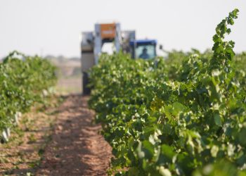 La vendimia 2026 arranca en DO La Mancha con la Chardonnay