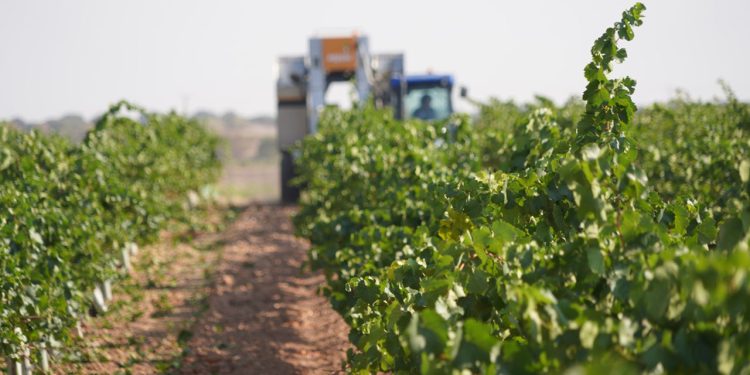 La vendimia 2026 arranca en DO La Mancha con la Chardonnay