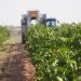 La vendimia 2026 arranca en DO La Mancha con la Chardonnay