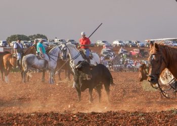 Brillante segundo encierro campero en Cabanillas, con un toro sobresaliente de «Camino de Santiago»