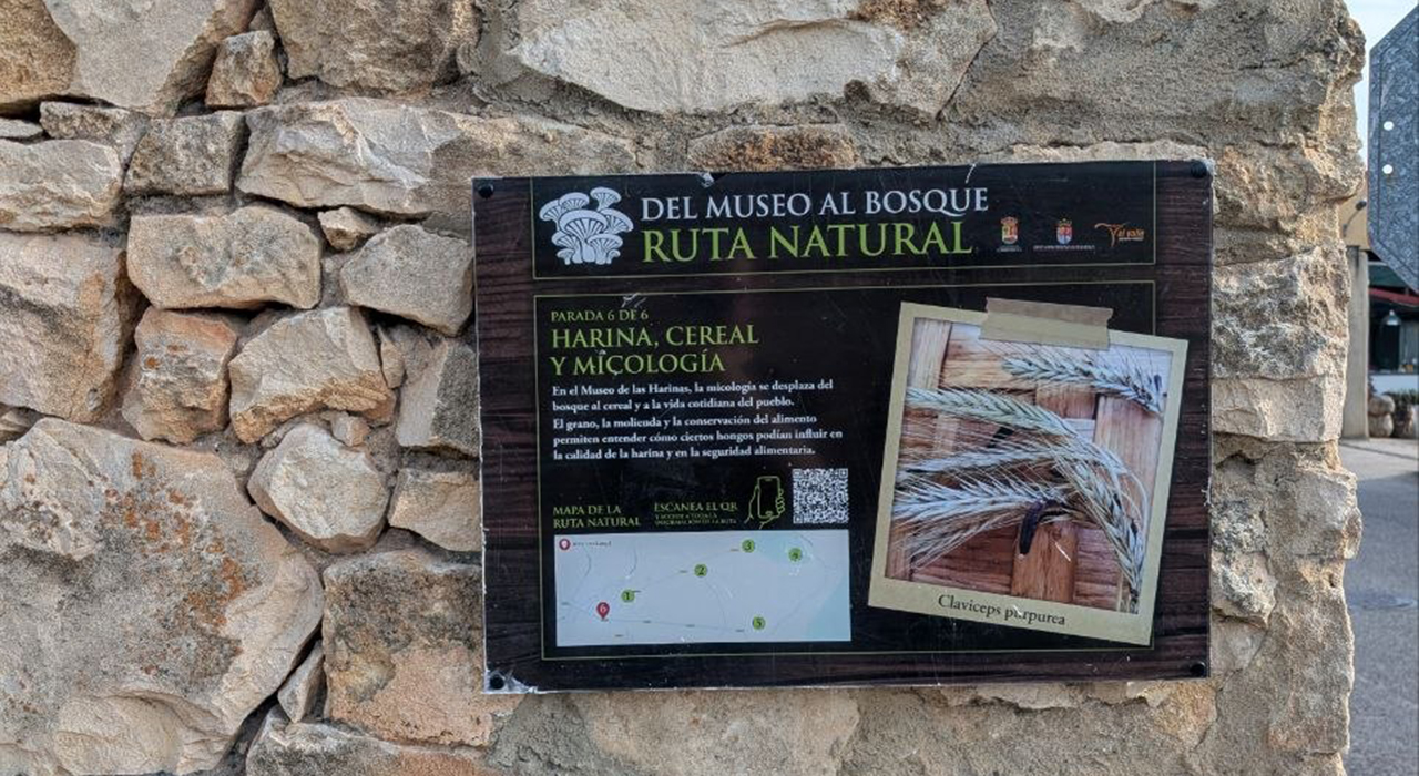 Cardenete convierte sus calles en un museo micológico al aire libre único en Cuenca