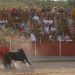 Cabanillas del Campo celebra su primer encierro urbano por Valdemoma sin incidentes médicos Cabanillas del Campo celebra su primer encierro urbano por Valdemoma sin incidentes médicos