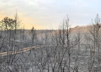 El sector cinegético reclama que las ayudas por los incendios incluyan medidas para recuperar la fauna silvestre y sus hábitats
