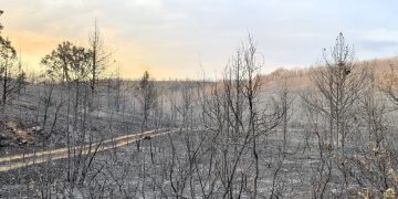 El sector cinegético reclama que las ayudas por los incendios incluyan medidas para recuperar la fauna silvestre y sus hábitats