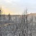 El sector cinegético reclama que las ayudas por los incendios incluyan medidas para recuperar la fauna silvestre y sus hábitats El sector cinegético reclama que las ayudas por los incendios incluyan medidas para recuperar la fauna silvestre y sus hábitats