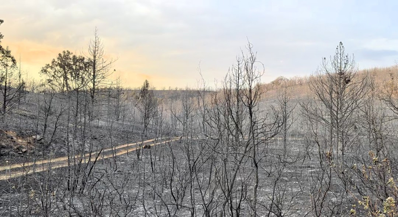 El sector cinegético reclama que las ayudas por los incendios incluyan medidas para recuperar la fauna silvestre y sus hábitats 1 El sector cinegético reclama que las ayudas por los incendios incluyan medidas para recuperar la fauna silvestre y sus hábitats