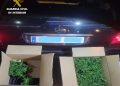 Interceptan 133 plantas de marihuana en la A-3 a su paso por Huete tras dar el alto a un coche sin ITV
