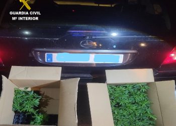 Interceptan 133 plantas de marihuana en la A-3 a su paso por Huete tras dar el alto a un coche sin ITV