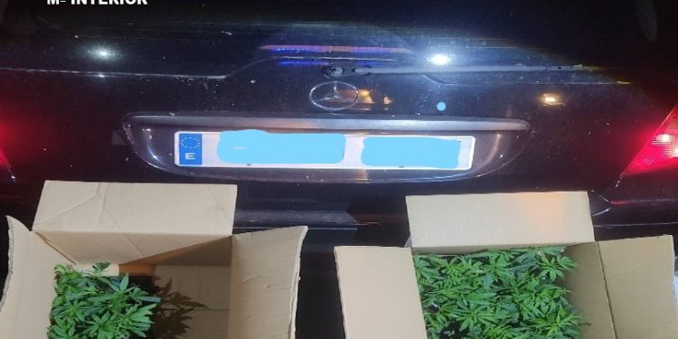 Interceptan 133 plantas de marihuana en la A-3 a su paso por Huete tras dar el alto a un coche sin ITV Interceptan 133 plantas de marihuana en la A-3 a su paso por Huete tras dar el alto a un coche sin ITV