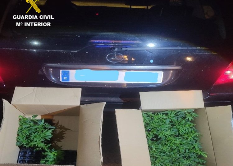 Interceptan 133 plantas de marihuana en la A-3 a su paso por Huete tras dar el alto a un coche sin ITV
