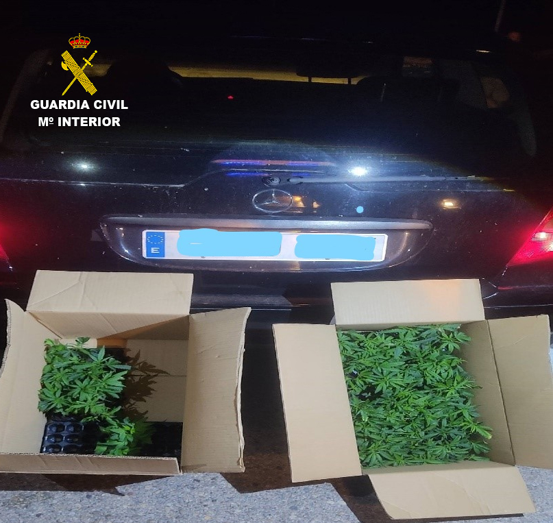Interceptan 133 plantas de marihuana en la A-3 a su paso por Huete tras dar el alto a un coche sin ITV 1 Interceptan 133 plantas de marihuana en la A-3 a su paso por Huete tras dar el alto a un coche sin ITV