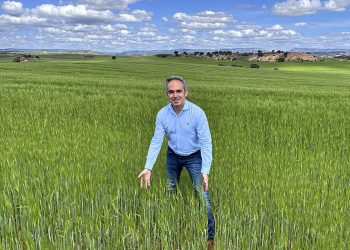 El Gobierno de Castilla-La Mancha ha abonado 29,1 millones de euros a los productores de cultivos herbáceos de la provincia de Cuenca en el último ejercicio de la Política Agraria Común (PAC). El delegado provincial de Agricultura, Ganadería y Desarrollo Rural, Rodrigo Fernández, ha confirmado estas cifras durante una visita a diversas explotaciones cerealistas que encaran la recta final de la siega. La campaña actual ha resultado especialmente exigente, ya que ha registrado un descenso de la producción cercano al 25 por ciento en comparación con el año anterior. Reparto de los fondos Estas ayudas europeas, articuladas a través de los ecorregímenes y cuyo pago completó la Consejería en el mes de junio, buscan mejorar la rentabilidad de las explotaciones de los agricultores conquenses. El importe total reconoce de forma directa la aplicación de prácticas agrícolas que protegen el suelo y fomentan un modelo de trabajo más sostenible. La distribución de este bloque de apoyo económico se divide en tres líneas de actuación: 14,6 millones de euros destinados a la rotación de cultivos con especies mejorantes 11,7 millones de euros para la creación de espacios de biodiversidad en las fincas 2,7 millones de euros asignados a la práctica de la siembra directa Prevención de incendios Fernández ha aprovechado su recorrido por las explotaciones de la provincia para agradecer al sector su compromiso con el mantenimiento de la actividad en los municipios. Además, ha destacado la responsabilidad de los profesionales del campo al acatar las restricciones vigentes por el alto riesgo de incendios forestales. Estas limitaciones de seguridad condicionan el ritmo de trabajo habitual en las semanas de cosecha, pero resultan indispensables para evitar emergencias en el medio natural de la provincia. Evolución del campo conquense El archivo histórico de Liberal de Castilla refleja cómo las campañas de cultivos herbáceos en Cuenca llevan años enfrentándose a fuertes oscilaciones en sus rendimientos debido a la inestabilidad meteorológica. La última reforma de la PAC introdujo la figura de los ecorregímenes como un mecanismo indispensable para sostener la viabilidad de las fincas, exigiendo a cambio un mayor compromiso medioambiental. La consolidación de estos 29 millones en ayudas confirma que los agricultores locales han logrado adaptar sus métodos tradicionales a las estrictas normativas europeas, logrando un respaldo económico que amortigua las caídas de producción en años difíciles.