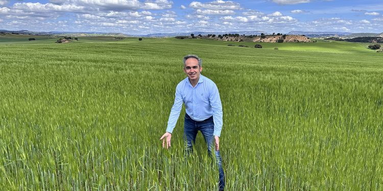 El Gobierno de Castilla-La Mancha ha abonado 29,1 millones de euros a los productores de cultivos herbáceos de la provincia de Cuenca en el último ejercicio de la Política Agraria Común (PAC). El delegado provincial de Agricultura, Ganadería y Desarrollo Rural, Rodrigo Fernández, ha confirmado estas cifras durante una visita a diversas explotaciones cerealistas que encaran la recta final de la siega. La campaña actual ha resultado especialmente exigente, ya que ha registrado un descenso de la producción cercano al 25 por ciento en comparación con el año anterior. Reparto de los fondos Estas ayudas europeas, articuladas a través de los ecorregímenes y cuyo pago completó la Consejería en el mes de junio, buscan mejorar la rentabilidad de las explotaciones de los agricultores conquenses. El importe total reconoce de forma directa la aplicación de prácticas agrícolas que protegen el suelo y fomentan un modelo de trabajo más sostenible. La distribución de este bloque de apoyo económico se divide en tres líneas de actuación: 14,6 millones de euros destinados a la rotación de cultivos con especies mejorantes 11,7 millones de euros para la creación de espacios de biodiversidad en las fincas 2,7 millones de euros asignados a la práctica de la siembra directa Prevención de incendios Fernández ha aprovechado su recorrido por las explotaciones de la provincia para agradecer al sector su compromiso con el mantenimiento de la actividad en los municipios. Además, ha destacado la responsabilidad de los profesionales del campo al acatar las restricciones vigentes por el alto riesgo de incendios forestales. Estas limitaciones de seguridad condicionan el ritmo de trabajo habitual en las semanas de cosecha, pero resultan indispensables para evitar emergencias en el medio natural de la provincia. Evolución del campo conquense El archivo histórico de Liberal de Castilla refleja cómo las campañas de cultivos herbáceos en Cuenca llevan años enfrentándose a fuertes oscilaciones en sus rendimientos debido a la inestabilidad meteorológica. La última reforma de la PAC introdujo la figura de los ecorregímenes como un mecanismo indispensable para sostener la viabilidad de las fincas, exigiendo a cambio un mayor compromiso medioambiental. La consolidación de estos 29 millones en ayudas confirma que los agricultores locales han logrado adaptar sus métodos tradicionales a las estrictas normativas europeas, logrando un respaldo económico que amortigua las caídas de producción en años difíciles.